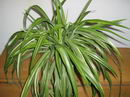 Chlorophytum Comosum